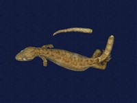 藏品(半葉趾蝎虎)的圖片